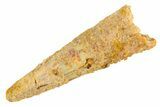 Fossil Pterosaur (Siroccopteryx) Tooth - Morocco #329020-1